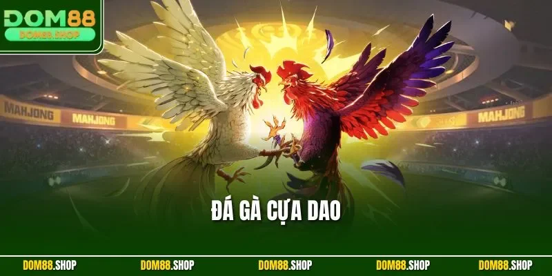 Đá gà cựa dao