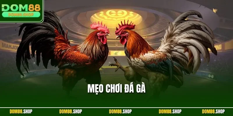 Mẹo Chơi Đá Gà