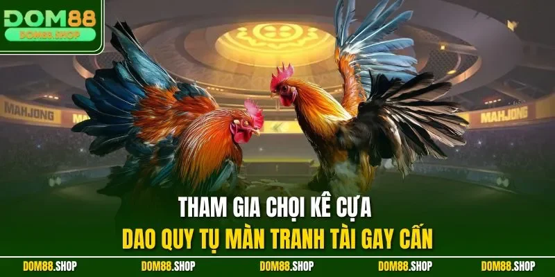 Tham gia chọi kê cựa dao quy tụ màn tranh tài gay cấn