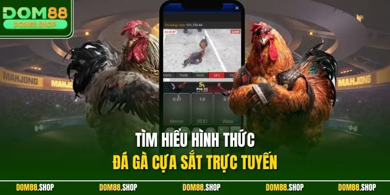 Tìm hiểu hình thức đá gà cựa sắt trực tuyến 
