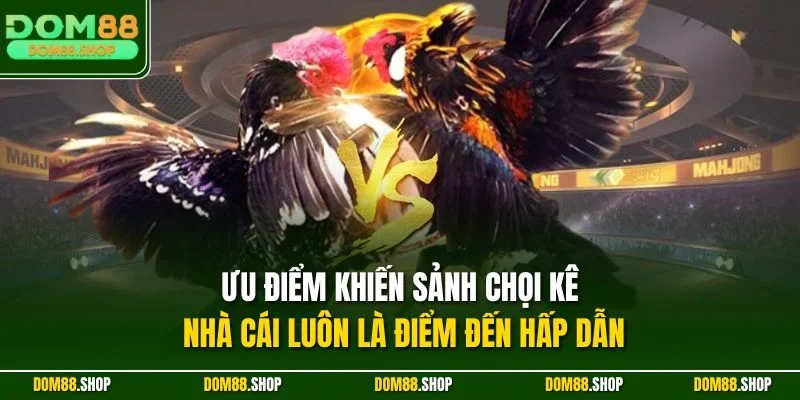 Ưu điểm khiến sảnh chọi kê nhà cái luôn là điểm đến hấp dẫn